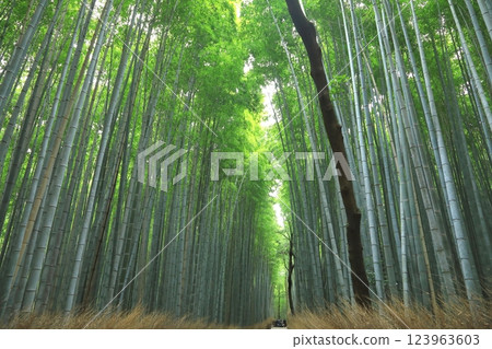 Bamboo Forest Path (Kyoto City) Bamboo Forest Path (Kyoto City) 123963603