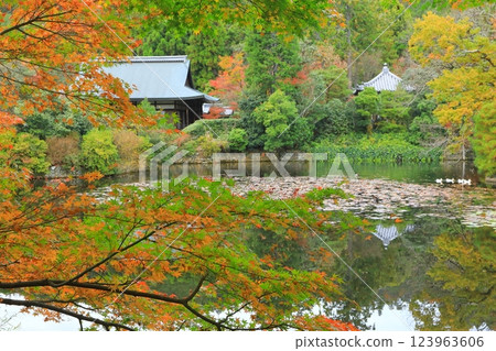 Ryoanji Temple in Autumn (Kyoto City) 123963606