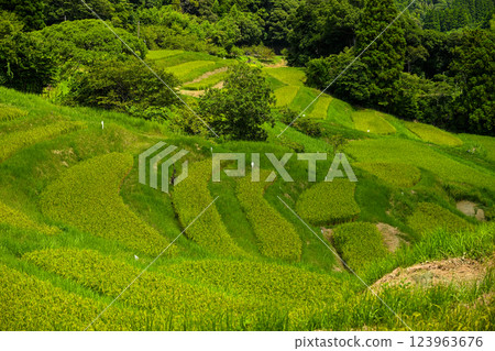 千葉縣鴨川市大山千枚田稻田 123963676