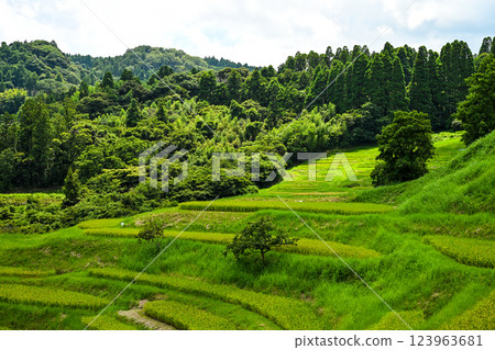 千葉縣鴨川市大山千枚田稻田 123963681