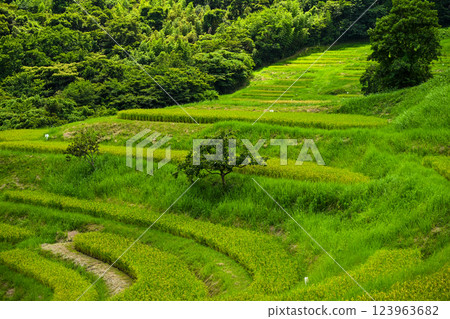 Oyama Senmaida Rice Fields, Kamogawa City, Chiba Prefecture 123963682
