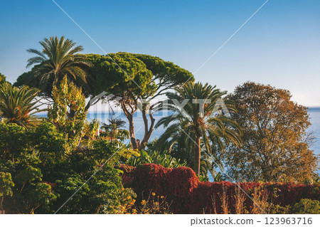Seascape with trees by the sea. Tropical trees on the beach. Mediterranean landscape 123963716