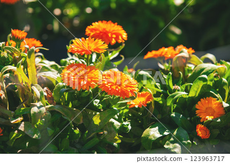 Flowering calendula flowers on a sunny day Floral natural background 123963717