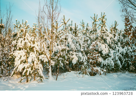 Young pine snowy forest on a sunny winter day Young pine snowy forest on a sunny winter day 123963728