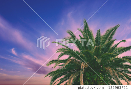 Palm trees against the colorful sunset sky. Beautiful tropical evening nature 123963731
