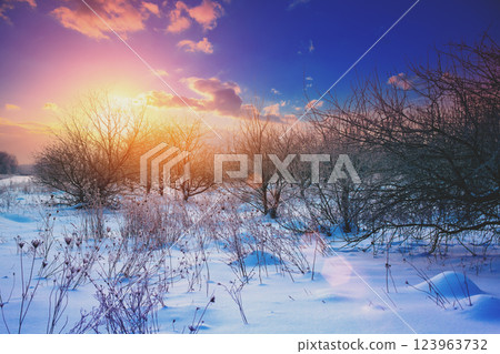 Abandoned apple orchard at snowy winter sunrise Abandoned apple orchard at snowy winter sunrise 123963732