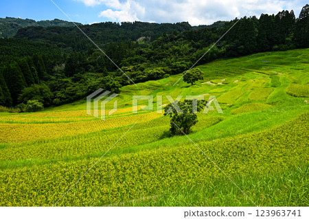 Oyama Senmaida Rice Fields, Kamogawa City, Chiba Prefecture 123963741
