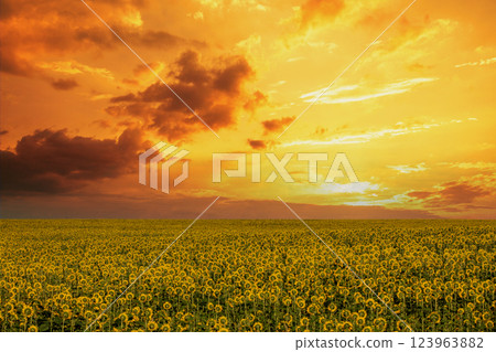 Sunflower field with beautiful sunset sky. Aerial view 123963882