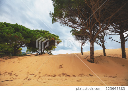 Sand dunes with pine trees 123963883