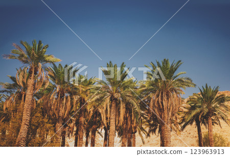 Palm trees in the desert. Oasis in the desert. Nature landscape. Ein Gedi, Israel Palm trees in the desert. Oasis in the desert. Nature landscape. Ein Gedi, Israel 123963913