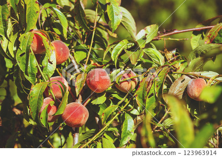 Peach on a branch in an orchard. Nature background. Harvest of ripe peaches Peach on a branch in an orchard. Nature background. Harvest of ripe peaches 123963914