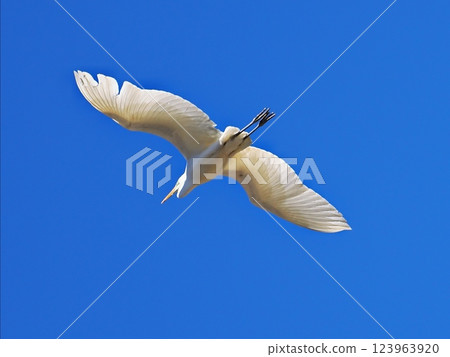 A great egret with its white feathers visible through the blue sky A great egret with its white feathers visible through the blue sky 123963920