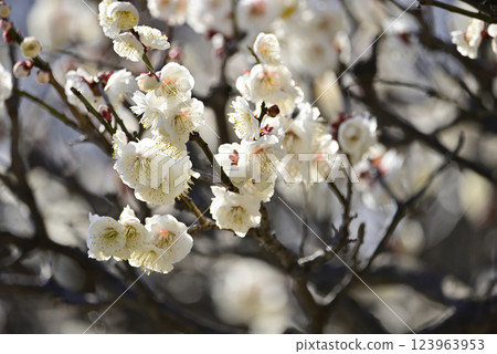 早春梅花 123963953