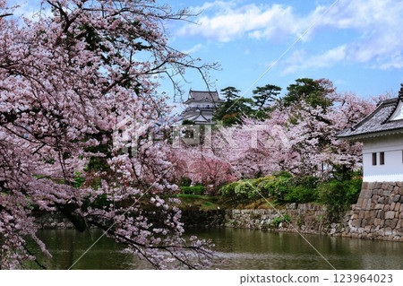 Odawara Castle tower and cherry blossoms in full bloom over the moat 123964023