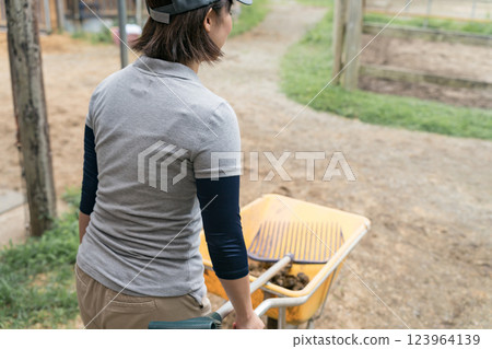 horse, female, females 123964139