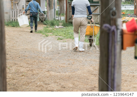 horse, female, females 123964147