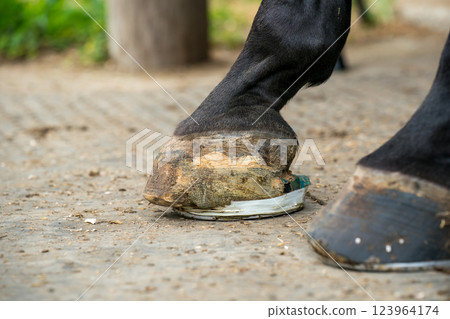 馬 馬兒 腳 123964174