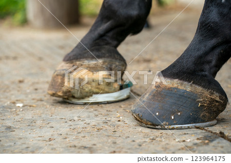 horse, feet, paw 123964175