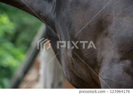 horse, animal, animals 123964176