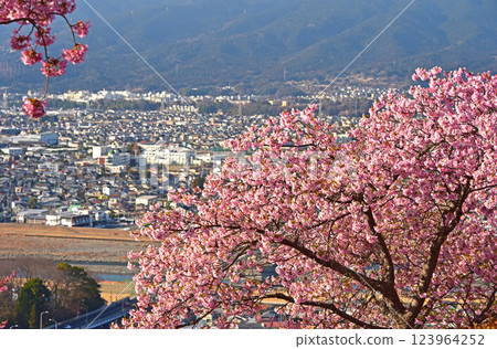 盛開的河津櫻花和神奈川縣松田町足柄的街道 123964252