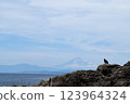 一隻黑鳶棲息在海岸的岩石上，遠處海對面可見富士山 123964324