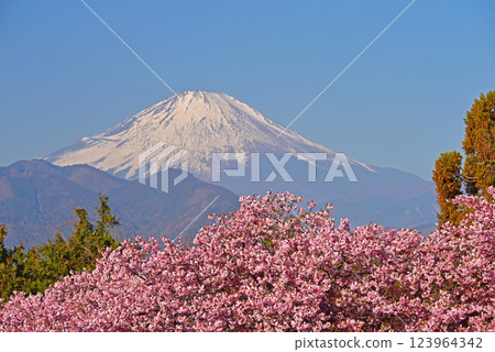 Kawazu cherry blossoms and Mt. Fuji, Matsuda Town, Kanagawa Prefecture Kawazu cherry blossoms and Mt. Fuji, Matsuda Town, Kanagawa Prefecture 123964342