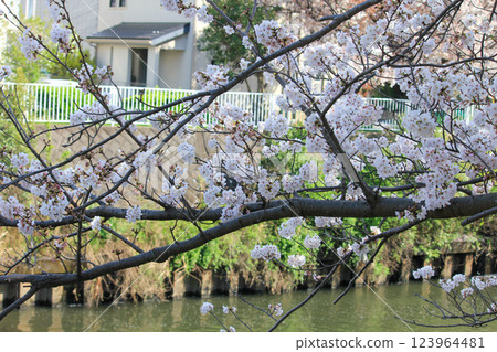 Cherry blossoms blooming along the river on the promenade Cherry blossoms blooming along the river on the promenade 123964481