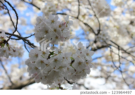 盛開的白色櫻花在藍天的襯托下熠熠生輝 123964497