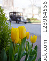 黃色鬱金香盯著街上的汽車 123964556