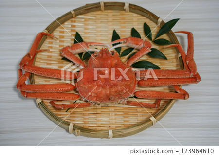 Luxurious freshly boiled snow crab Luxurious freshly boiled snow crab 123964610
