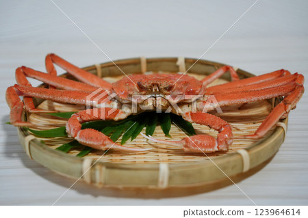 Snow crab adds color to your winter dinner table Snow crab adds color to your winter dinner table 123964614