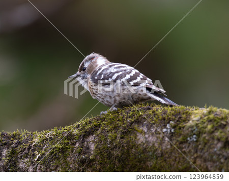 Cute Japanese Pygmy Woodpecker in the Forest Cute Japanese Pygmy Woodpecker in the Forest 123964859