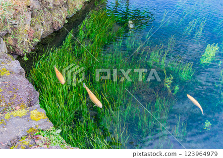 （山梨縣）忍野八海的秋天：高山虹鱒魚 123964979