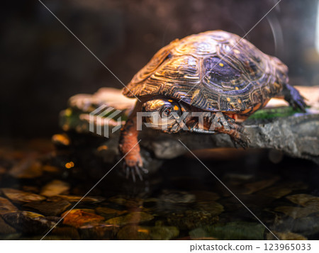 Spotted turtle sunbathing 123965033