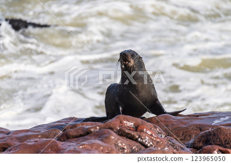 Seals at cape cross 123965050