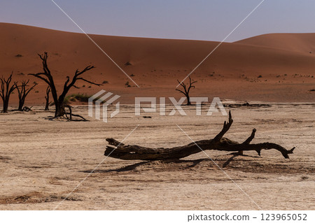 Dead Trees in Deadvlei Dead Trees in Deadvlei 123965052