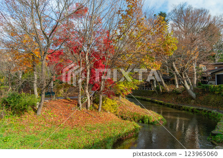 （山梨縣）忍野八海的秋天、新奈莊川的紅葉 123965060