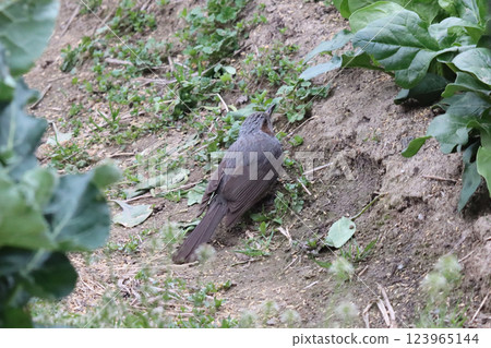 Damage caused by brown-eared bulbuls in spinach fields 123965144