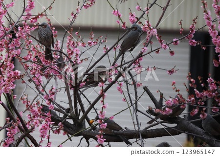 Damage caused by brown-eared bulbuls 123965147