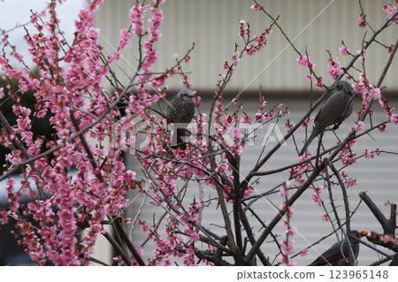 Damage caused by brown-eared bulbuls 123965148