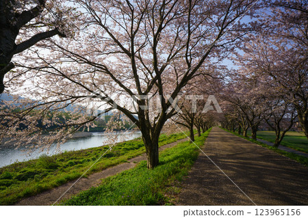 拍攝滋賀縣長濱市高時川河畔盛開的櫻花 拍攝滋賀縣長濱市高時川河畔盛開的櫻花 123965156