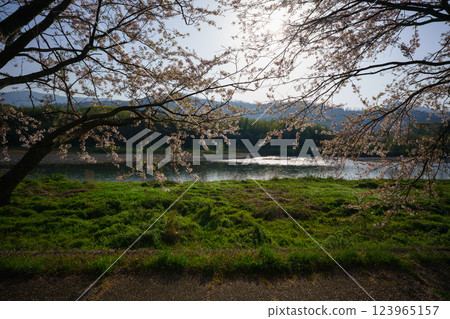 Photographing cherry blossoms in full bloom on the banks of the Takatoki River in Nagahama, Shiga Prefecture Photographing cherry blossoms in full bloom on the banks of the Takatoki River in Nagahama, Shiga Prefecture 123965157