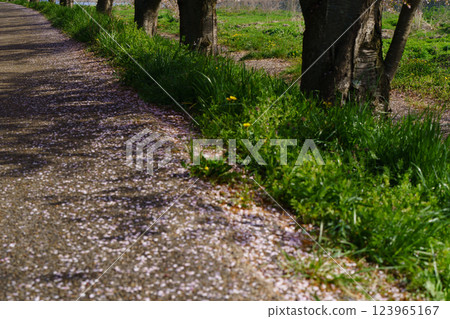 Photographing cherry blossoms in full bloom on the banks of the Takatoki River in Nagahama, Shiga Prefecture 123965167