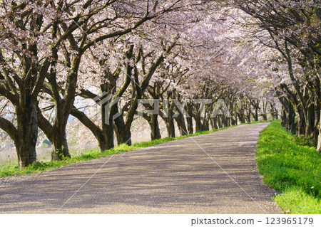 拍攝滋賀縣長濱市高時川河畔盛開的櫻花 拍攝滋賀縣長濱市高時川河畔盛開的櫻花 123965179