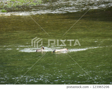一對鴨子在河裡游泳 一對鴨子在河裡游泳 123965206