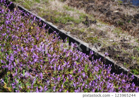 Lamium amplexicaule blooming beside a rice paddy irrigation channel 123965244
