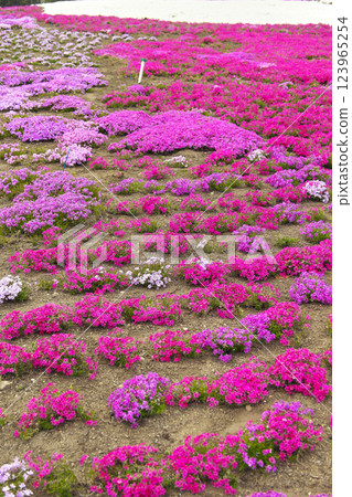Takasaki City Misato Moss Phlox Park 123965254