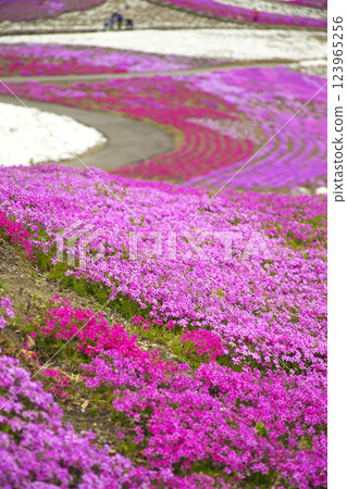 Takasaki City Misato Moss Phlox Park 123965256