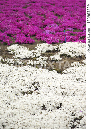 Takasaki City Misato Moss Phlox Park 123965259