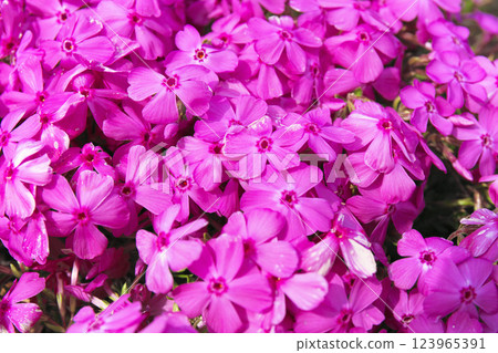 Takasaki City Misato Moss Phlox Park Takasaki City Misato Moss Phlox Park 123965391